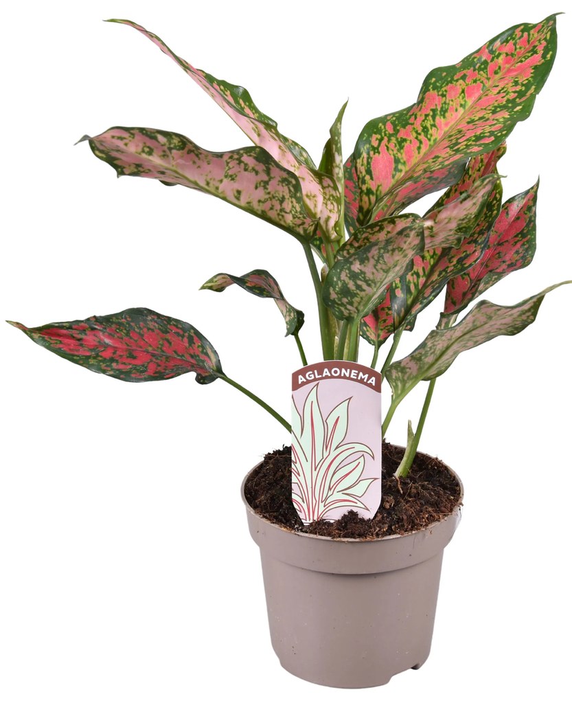 Aglaonema Point Star 12x30 cm