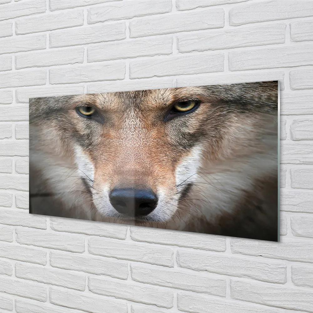 Obraz na akrylátovom skle Wolf eyes 125x50 cm