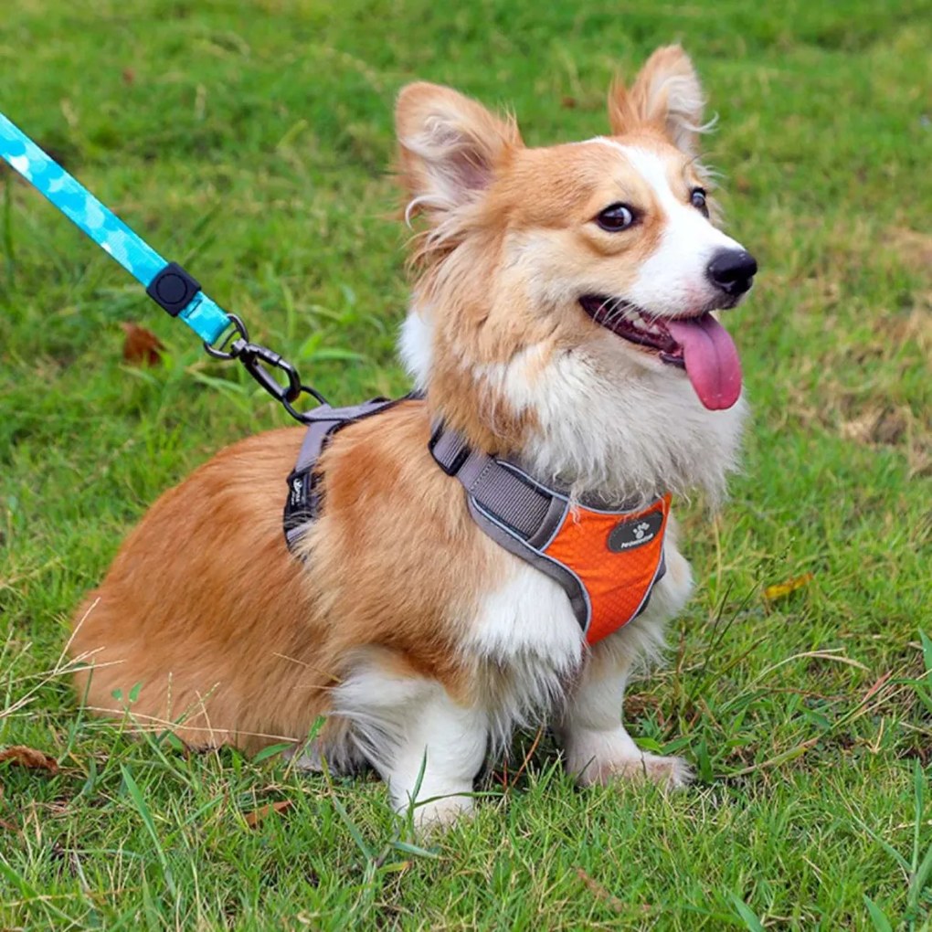Postroj pre psov Astro M oranžový