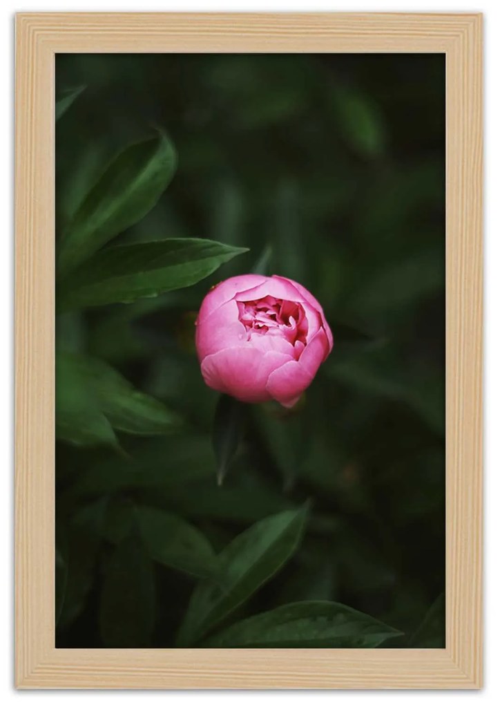 Gario Plagát Osamelá ružová pivonka Farba rámu: Bez rámu, Rozmery: 30 x 45 cm