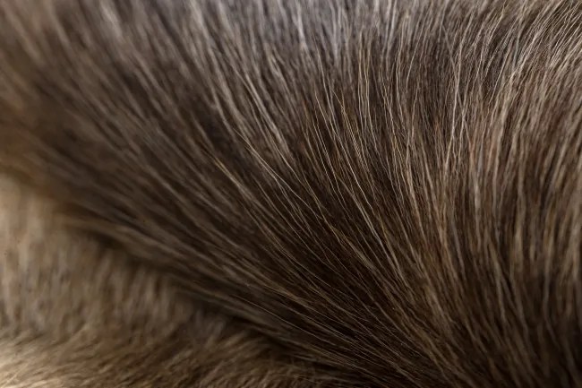 Koberec RENIFER POK012 PREMIUM sivý / béžový