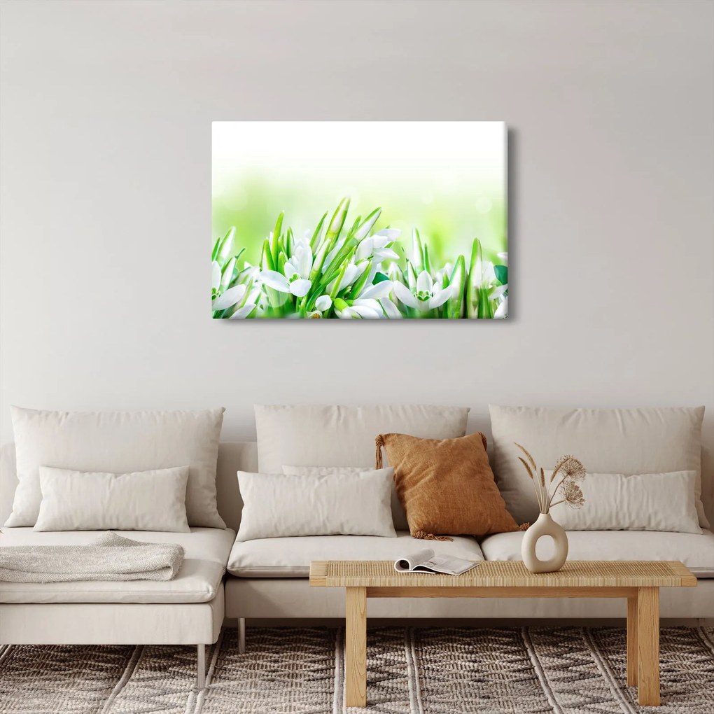 Obraz - Snežienky (90x60 cm)