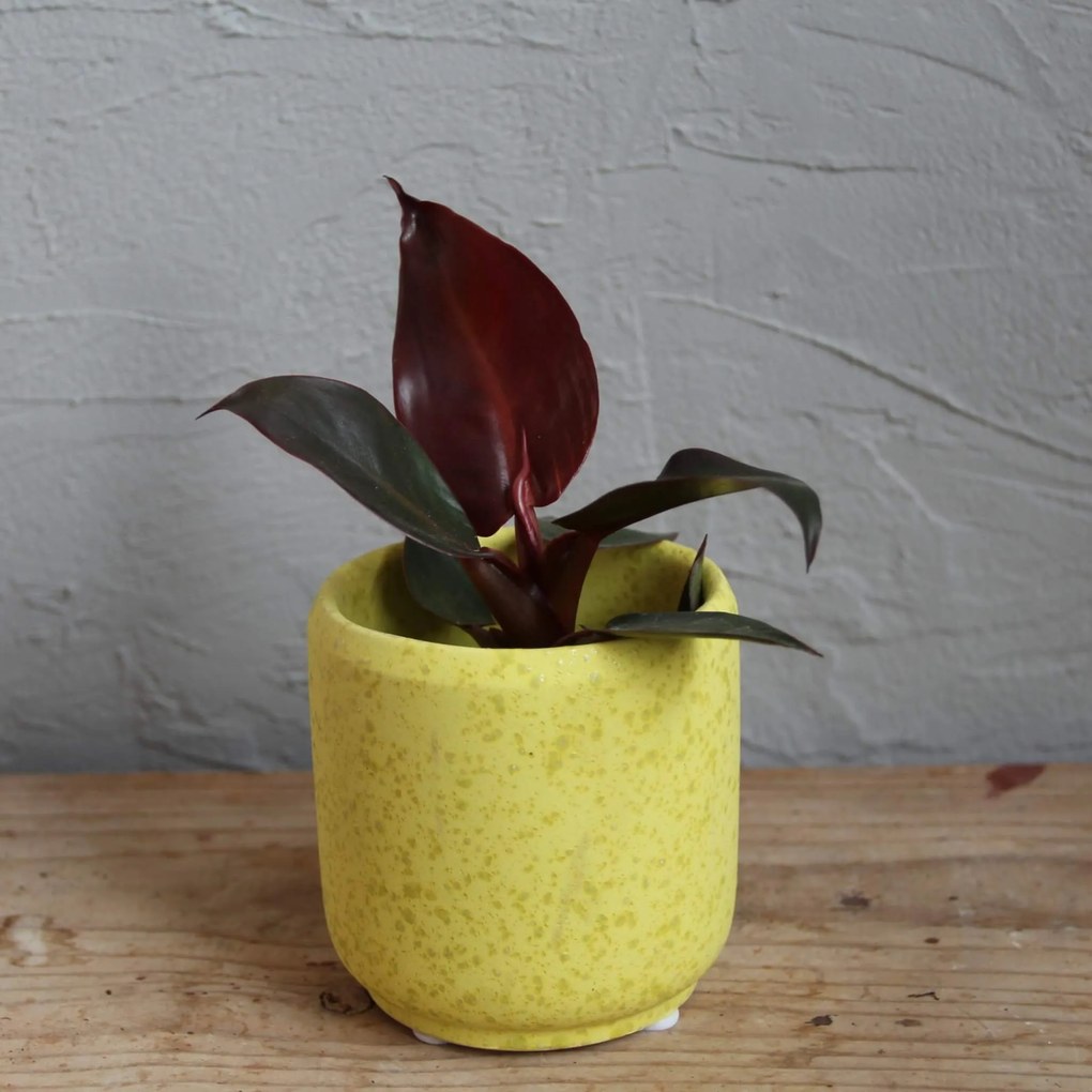 Philodendron Red Sun baby