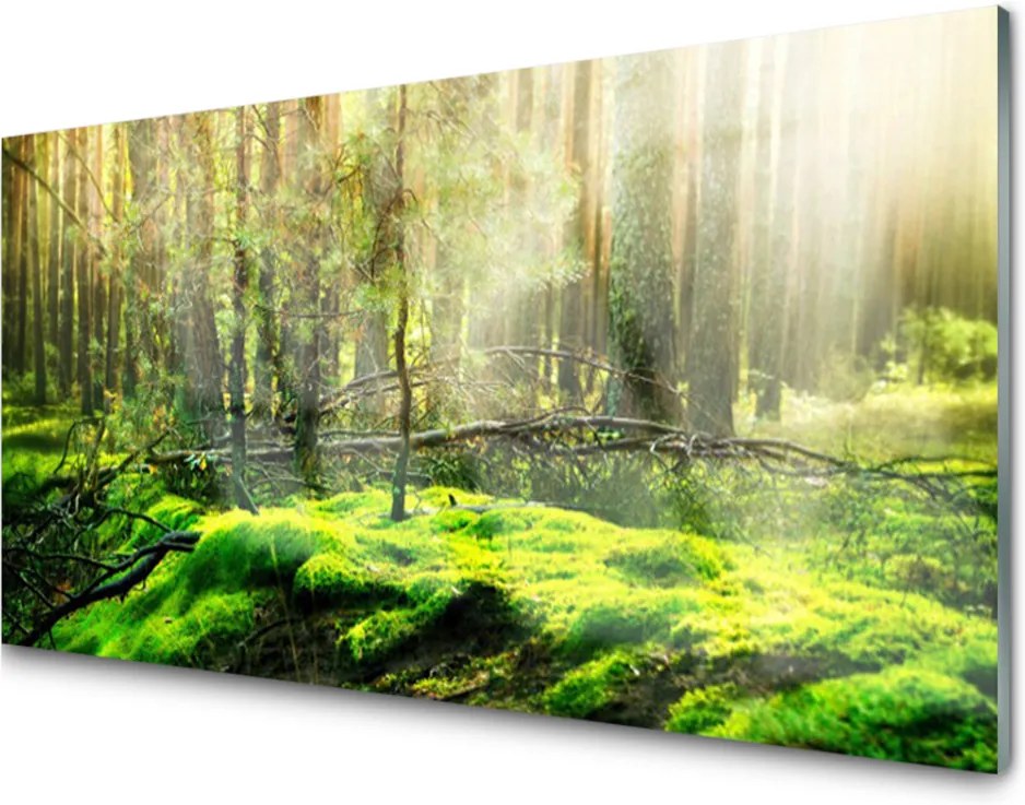 Obraz na skle Sklenený Mech Les Príroda