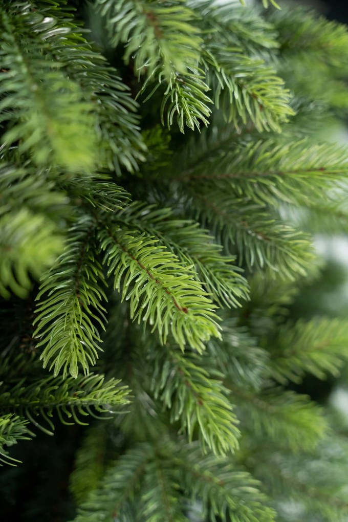 Limpol Umelý vianočný stromček Borovica Nevada Výška stromčeka: 240 cm