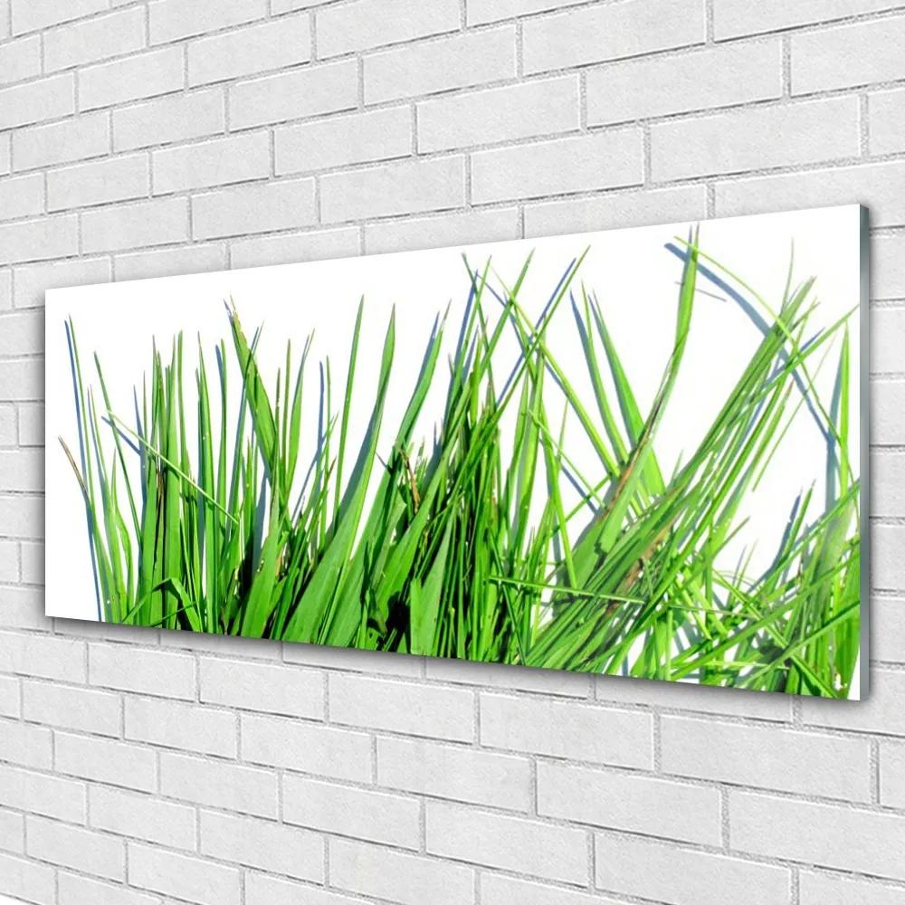 Obraz na akrylátovom skle Tráva 125x50 cm