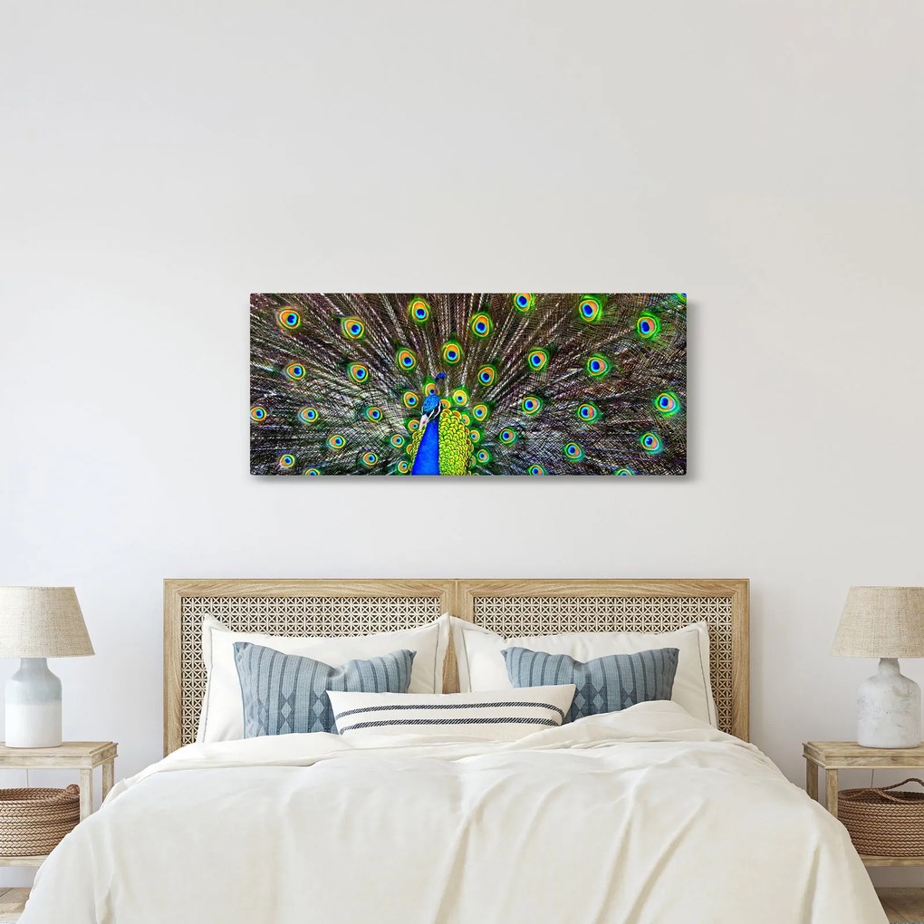 Obraz - Páv (120x50 cm)