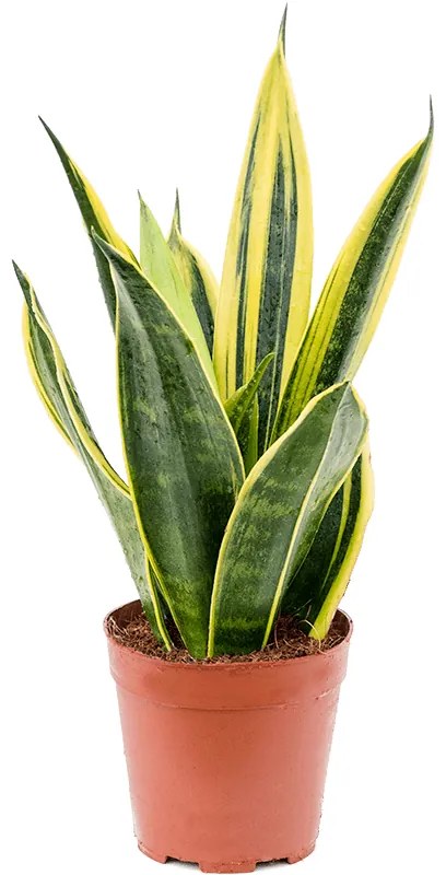 Sansevieria trif.Golden Flame 14x35 cm