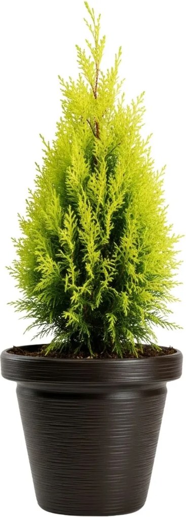 PLASTOVÝ KVETINÁČ SRTIA RIFLO 55X48 CM TMAVOHNEDÁ