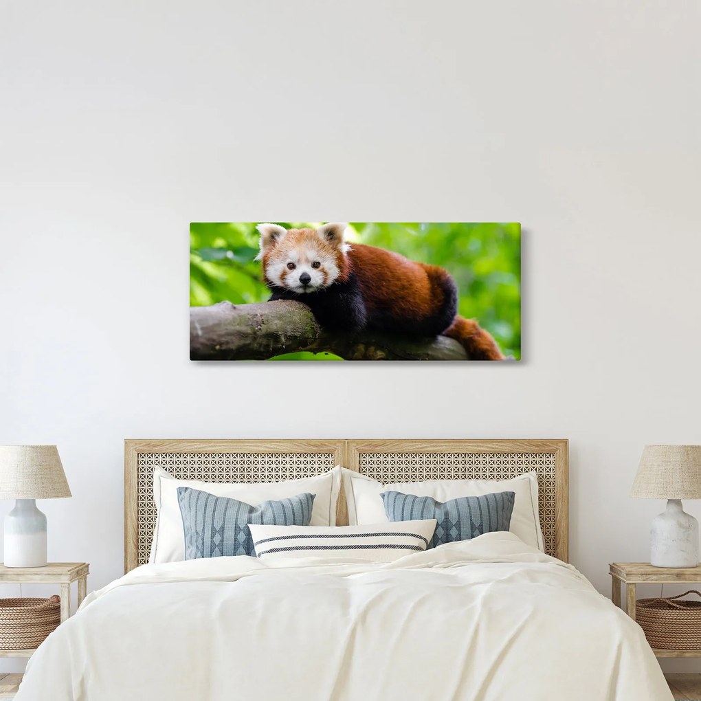 Obraz pandy červenej (120x50 cm)