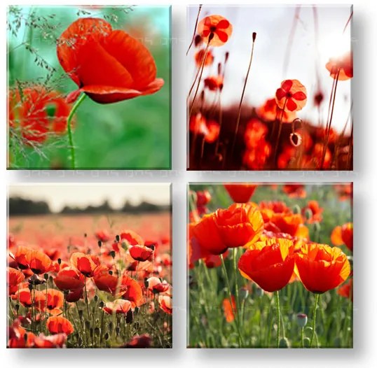 Obraz na stenu Meadow of poppy poppies 4 dielny XOBKOL17E42