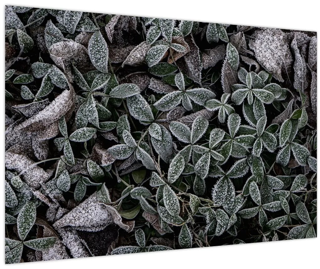 Obraz - Zamrznuté rastliny (90x60 cm)