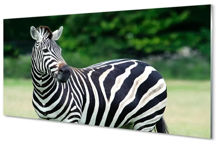 Sklenený obraz Zebra box 100x50 cm