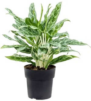 Aglaonema Greyhound 19x50 cm