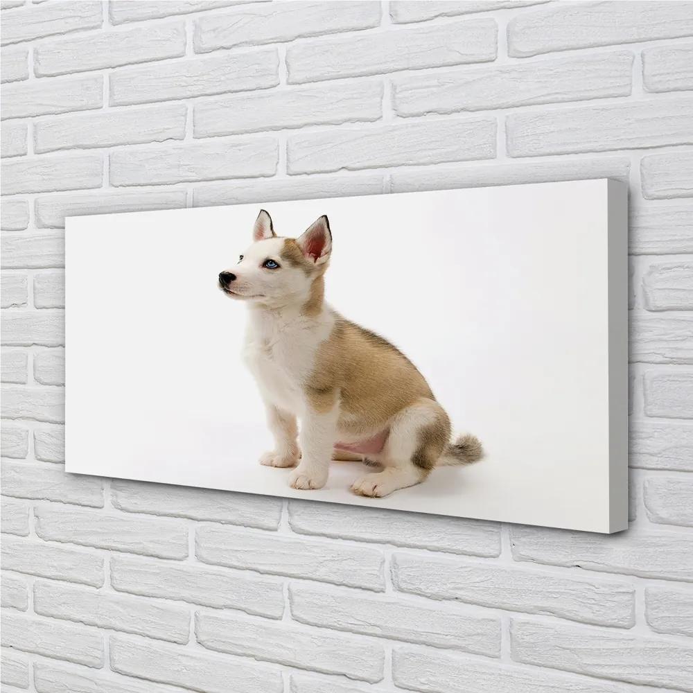 Obraz na plátne Sediaci malého psa 125x50 cm