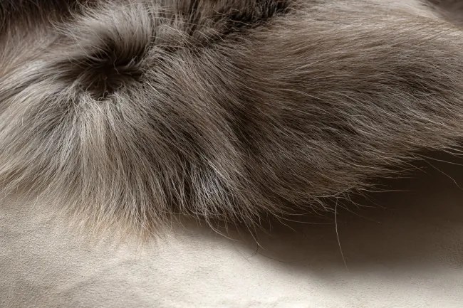 Koberec RENIFER POK019 hnedý