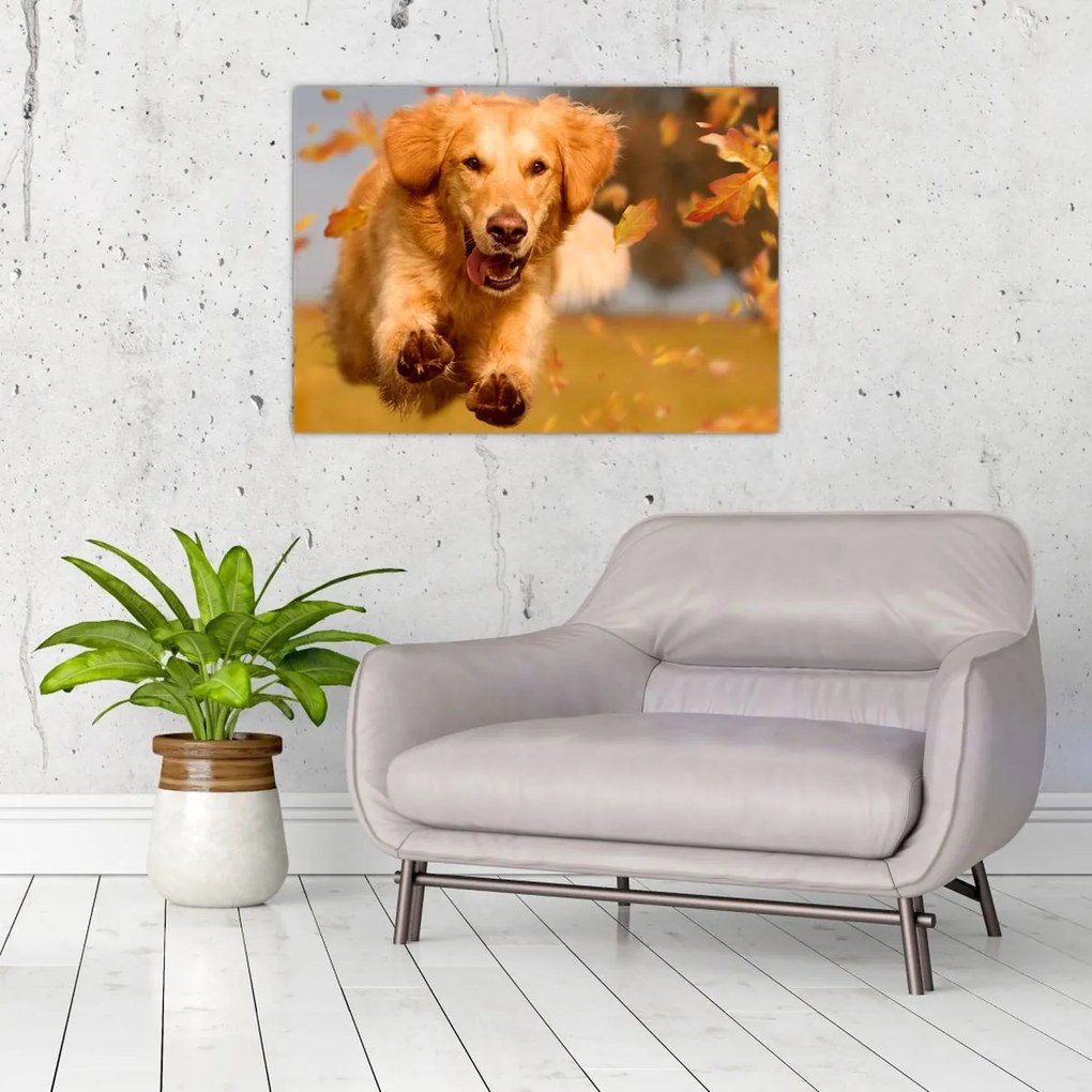 Sklenený obraz - Zlatý retriever (70x50 cm)