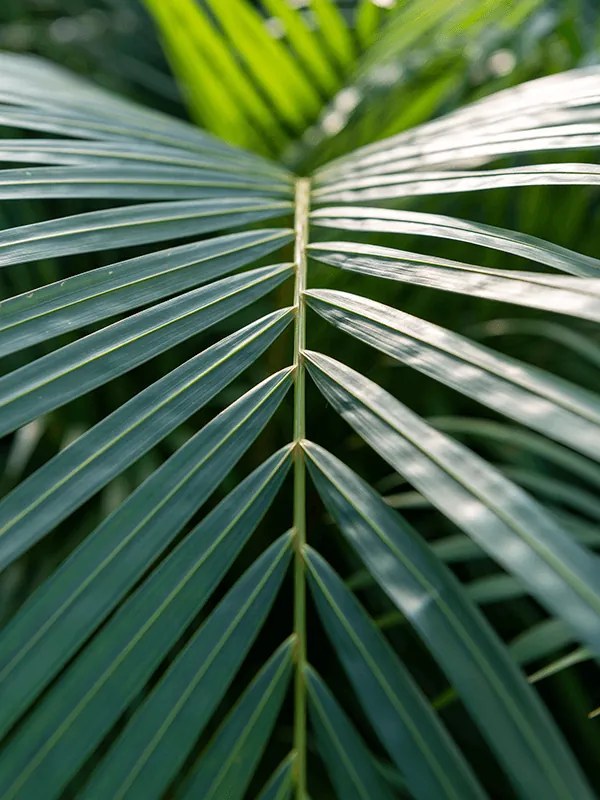 Areca dypsis lutescens 27x130 cm