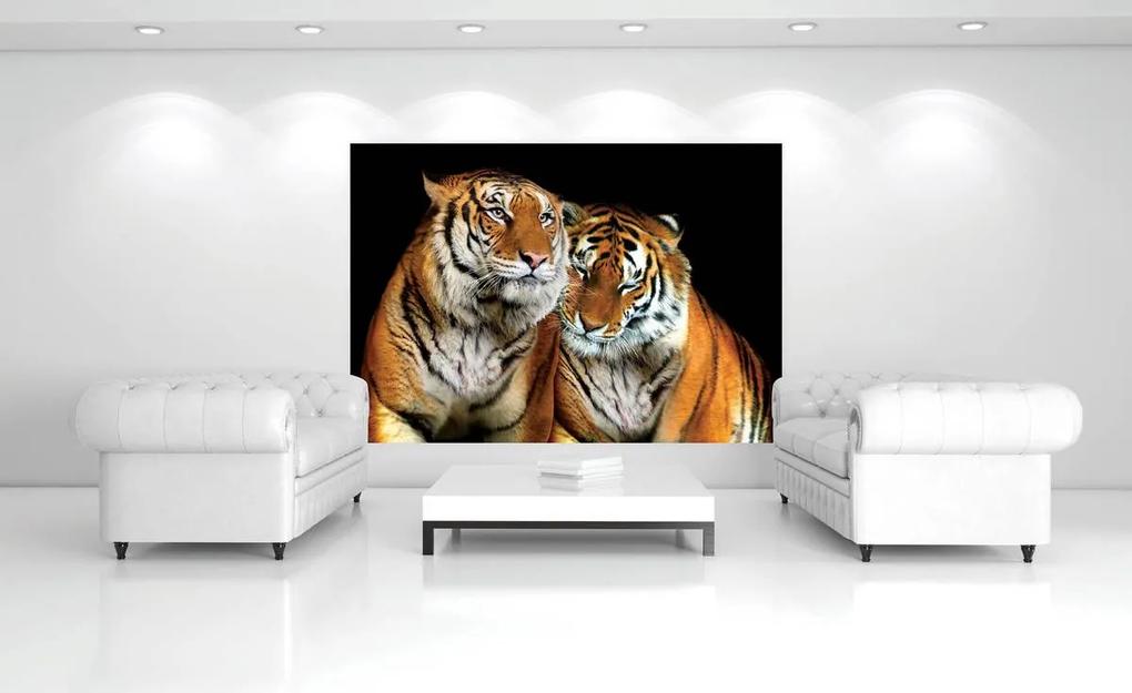 Fototapeta - Tigre (152,5x104 cm)