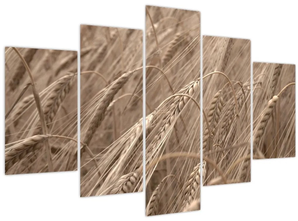 Obraz - Zlaté pole (150x105 cm)