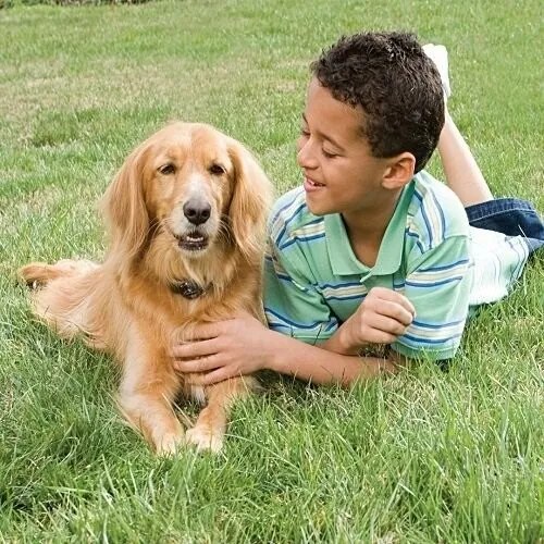 Elektrický ohradník pre psov PetSafe®
