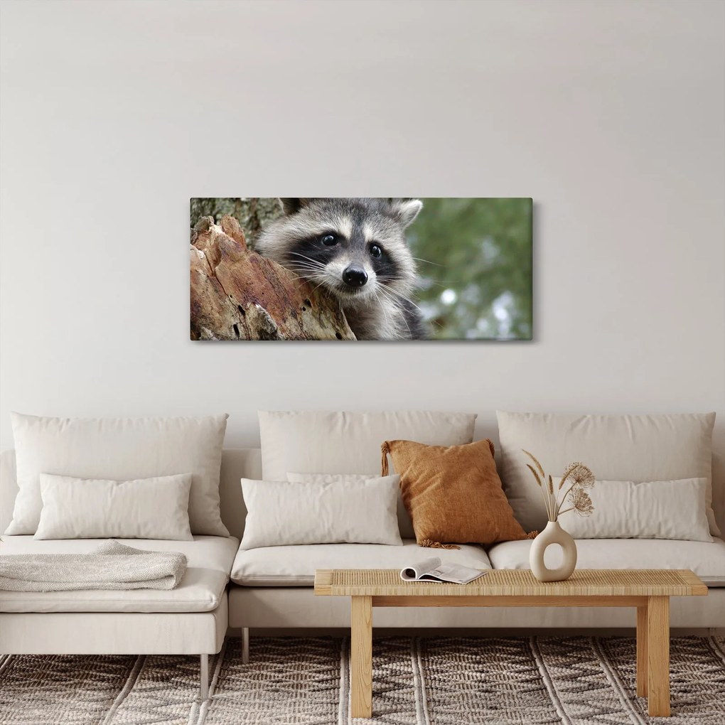 Obraz mývala (120x50 cm)