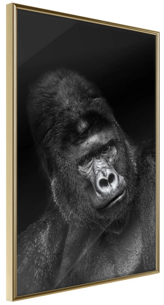 Artgeist Plagát - Gorilla [Poster] Veľkosť: 20x30, Verzia: Čierny rám s passe-partout