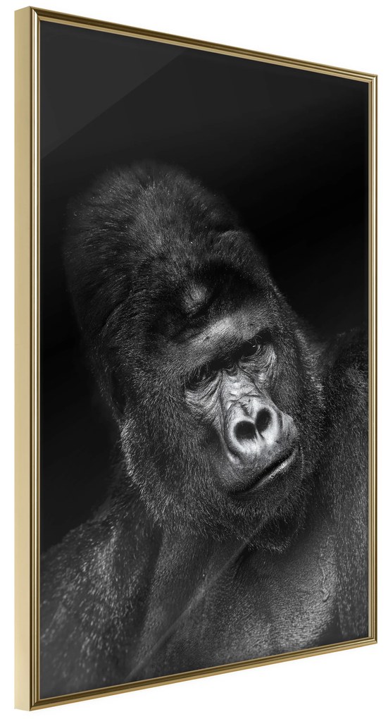 Artgeist Plagát - Gorilla [Poster] Veľkosť: 20x30, Verzia: Čierny rám