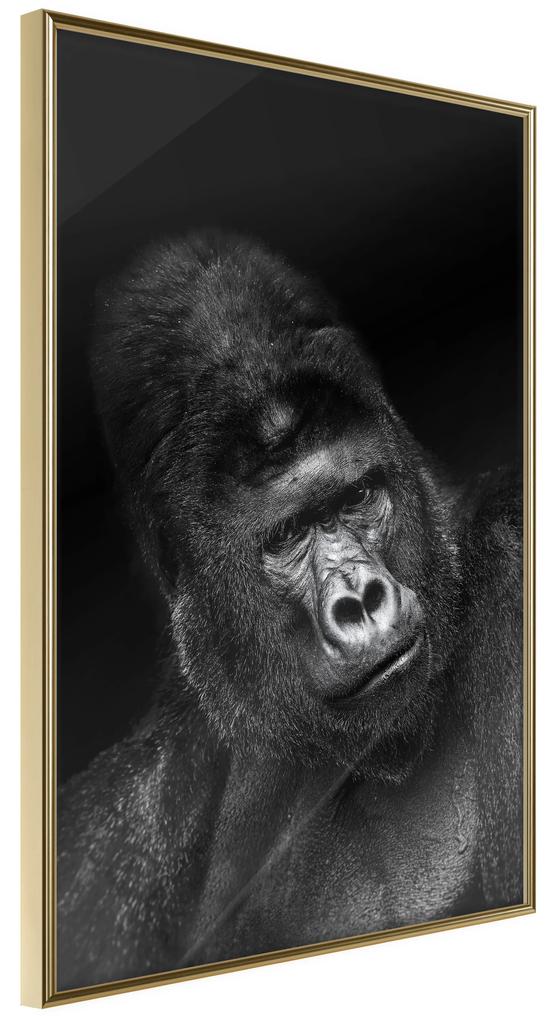 Artgeist Plagát - Gorilla [Poster] Veľkosť: 40x60, Verzia: Zlatý rám s passe-partout