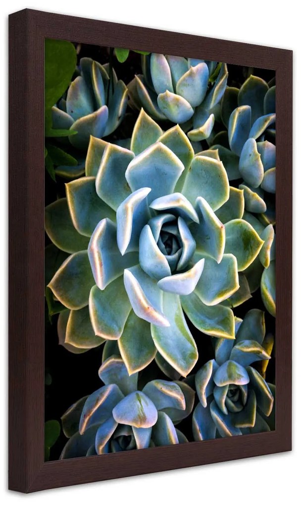 Gario Plagát Sukulentné so žltými okrajmi Farba rámu: Bez rámu, Rozmery: 20 x 30 cm