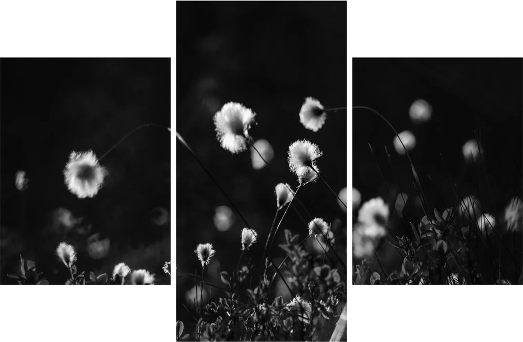 Obraz - Lúka s cottongrass N⁰1 (90x60 cm)