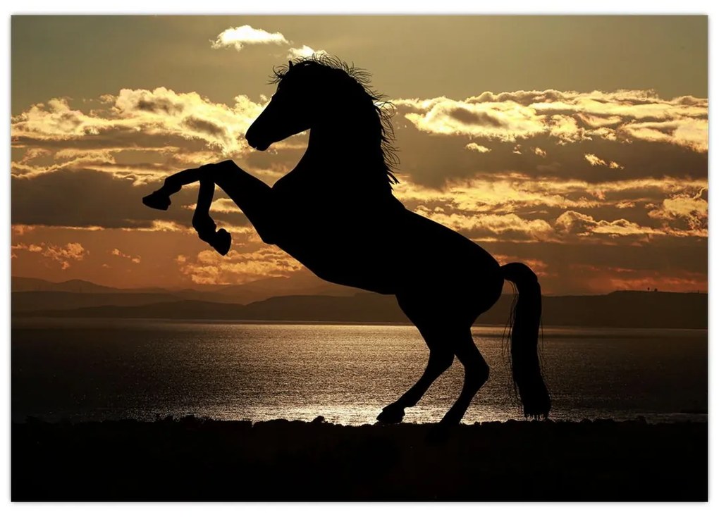 Obraz kone na zadných