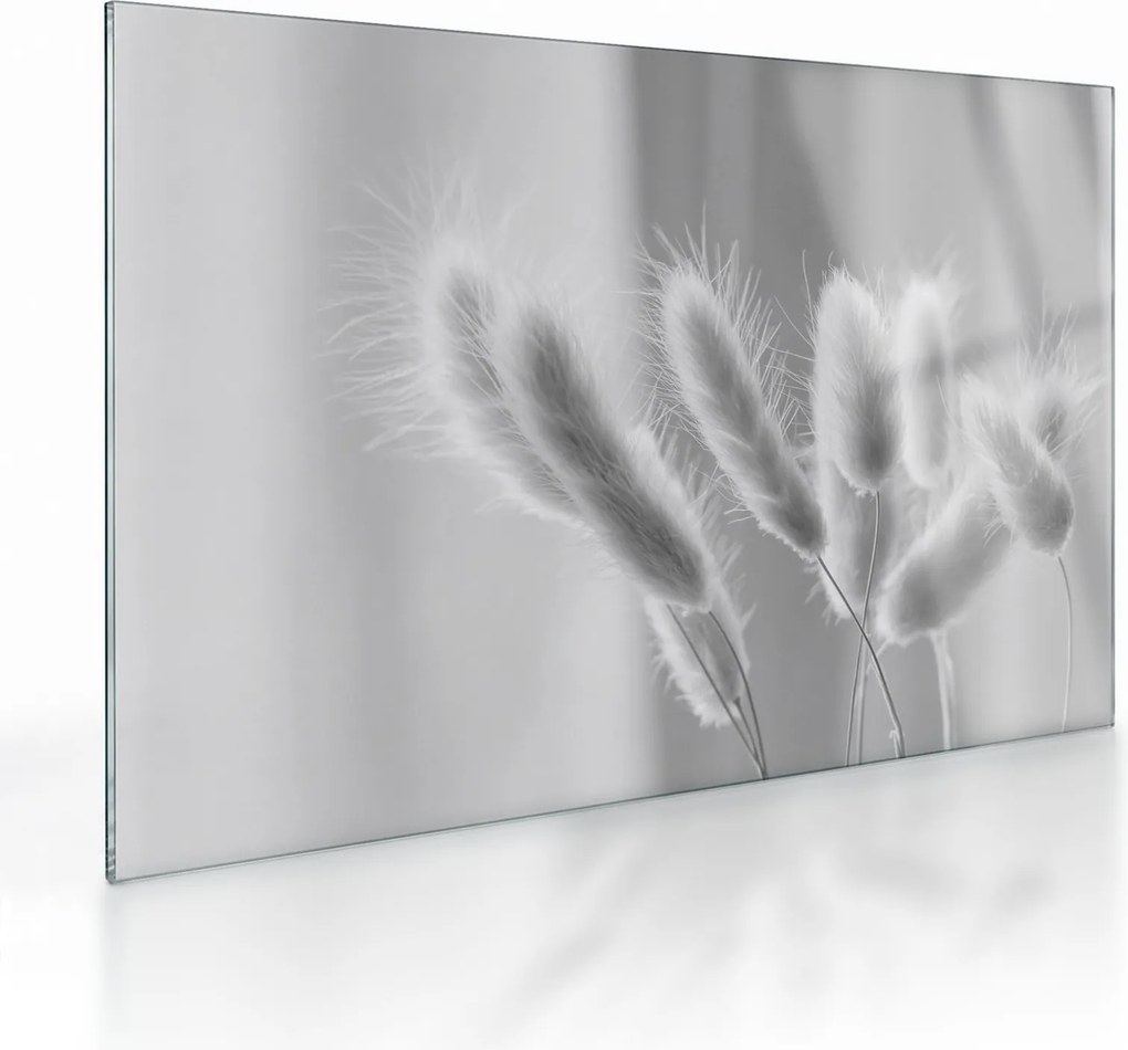 Sklenený obraz - Bunny tail grass (70x50 cm)