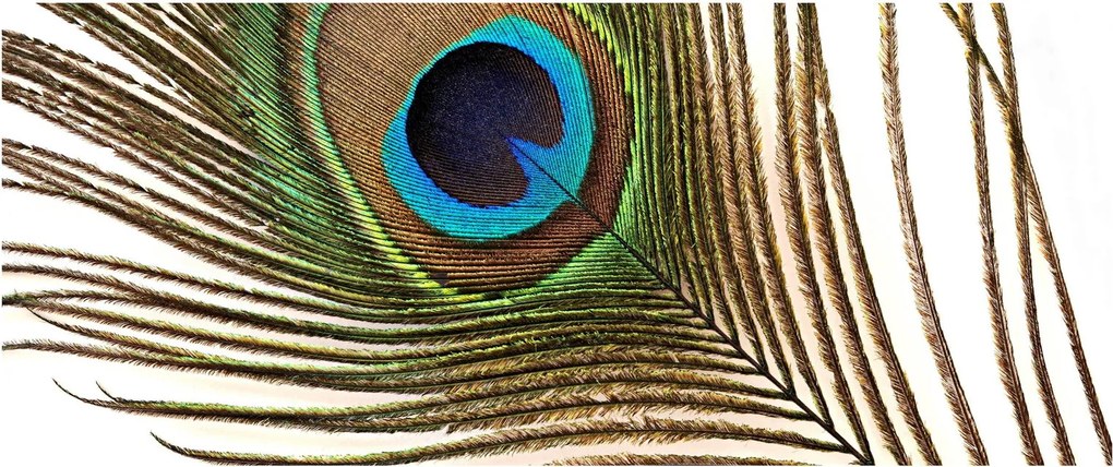 Obraz pávieho peria (120x50 cm)