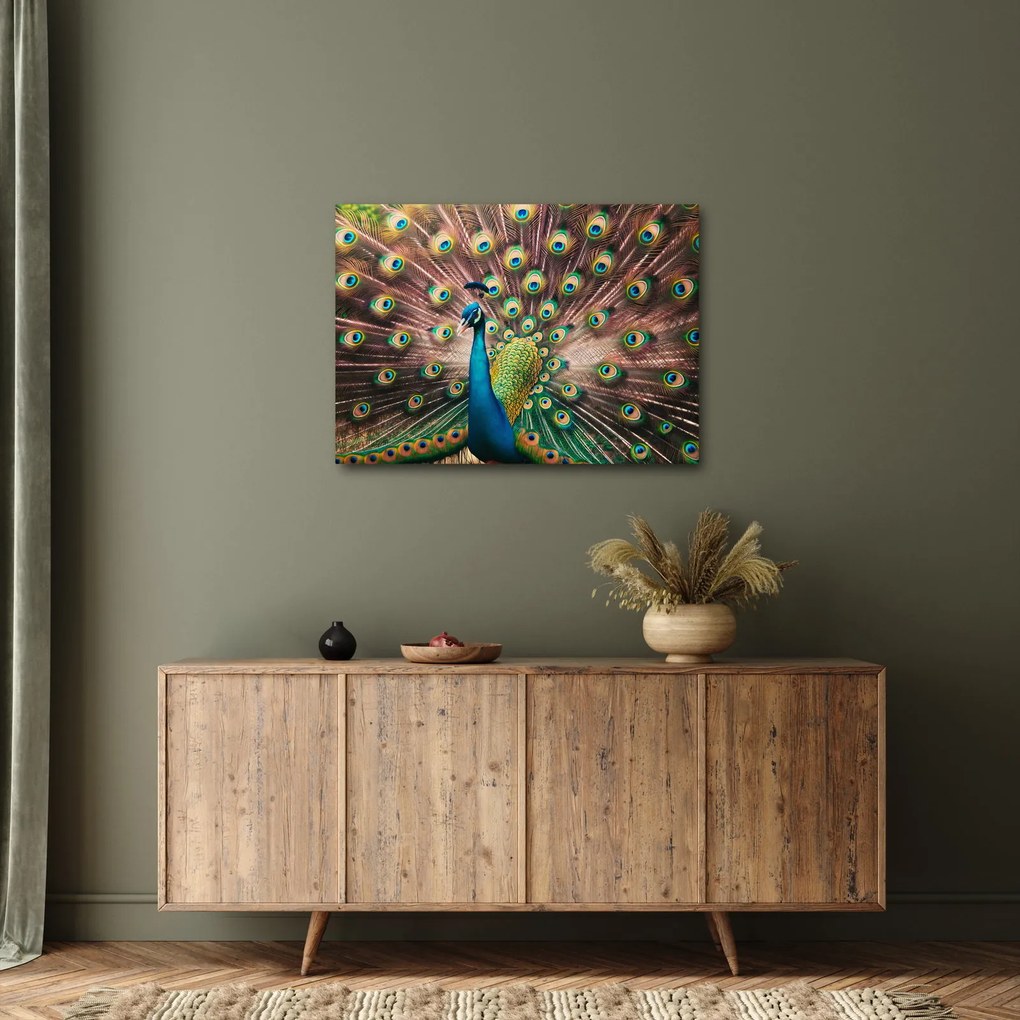 Obraz - Páv (70x50 cm)