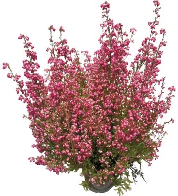 Vresovec kapský FloraSelf Erica gracilis kvetináč Ø 11 cm 1 ks, rôzne farby