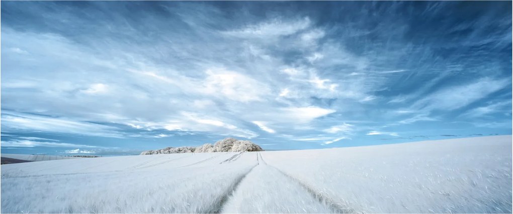 Obraz poľa (120x50 cm)