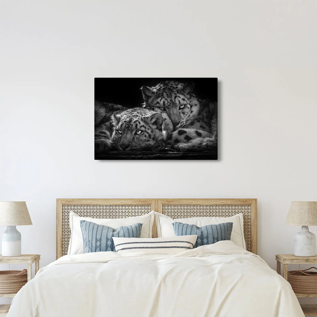 Obraz - Odpočívajúci gepardy (90x60 cm)
