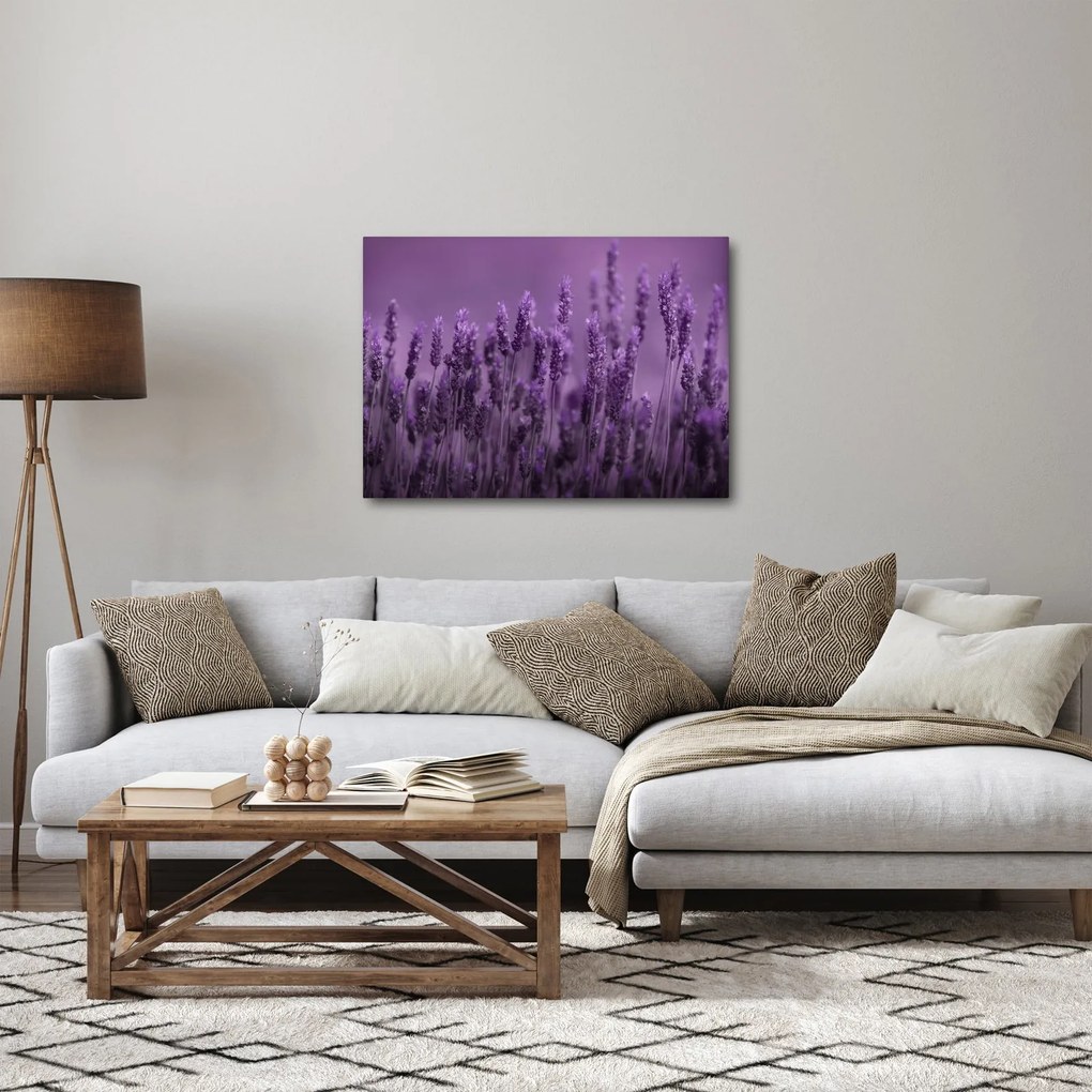 Obraz - Levanduľa (70x50 cm)