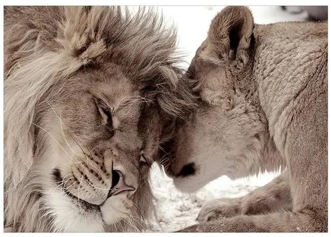 Fototapeta - Lion Tenderness (Sepia) Veľkosť: 100x70, Verzia: Premium