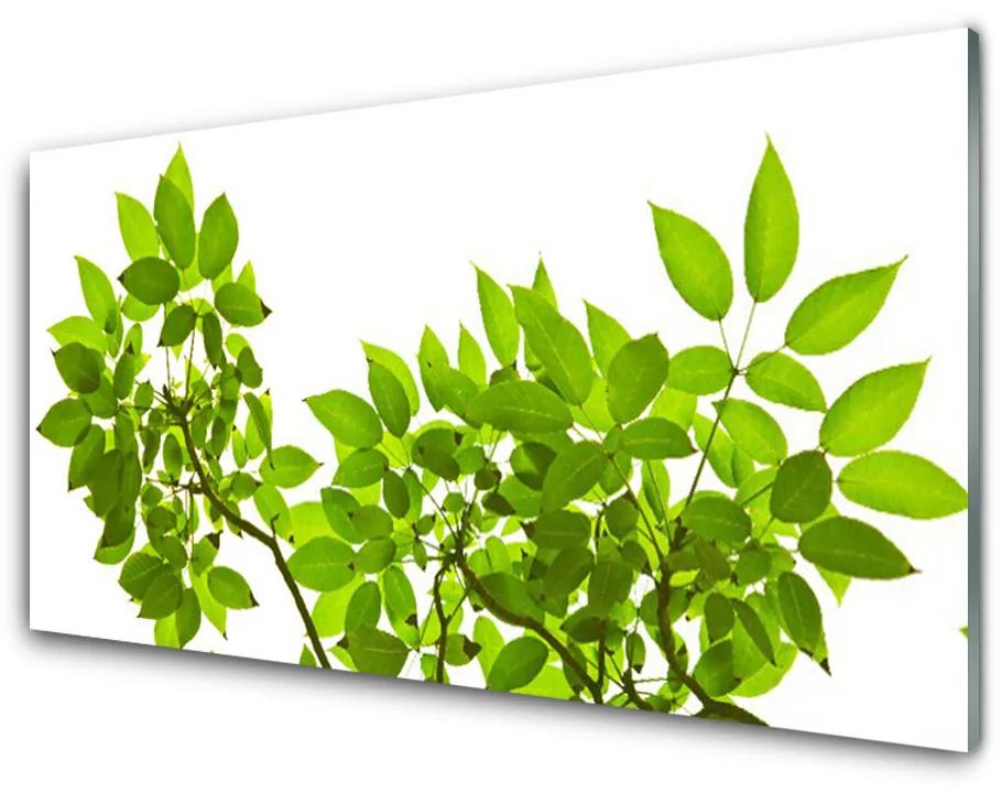Obraz plexi Vetva listy rastlina príroda 125x50 cm