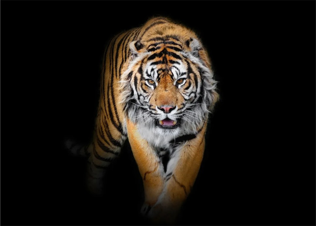 Sklenený obraz - Tiger (70x50 cm)