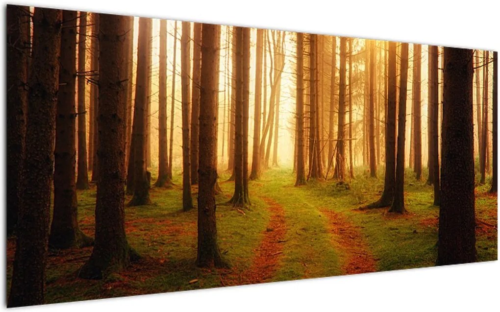 Obraz cesty v lese (120x50 cm)