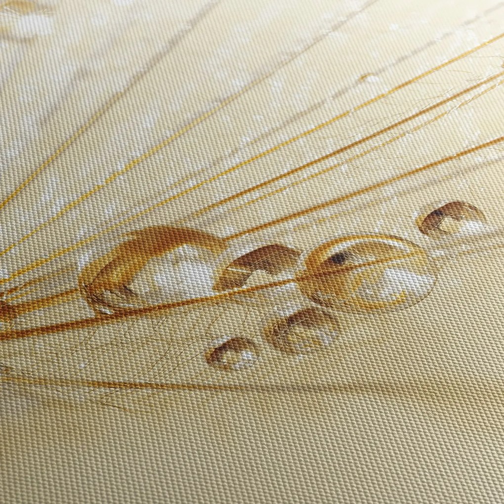 Obraz - Makro fotografie púpavy (90x60 cm)