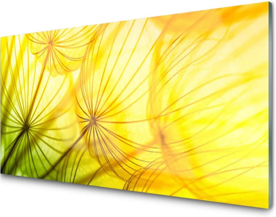 Obraz plexi Púpavy kvety príroda