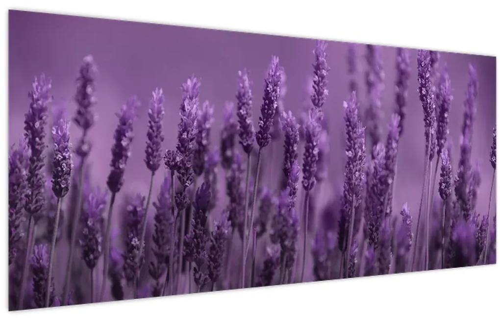 Obraz - Levanduľa (120x50 cm)