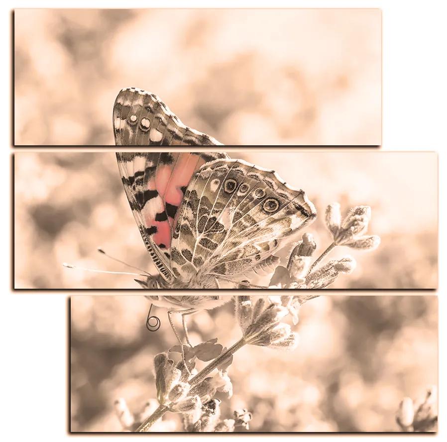 Obraz na plátne - Motýľ na levanduľe - štvorec 3221FD (75x75 cm)