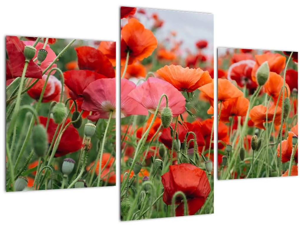 Obraz z poľa vlčích makov (90x60 cm)