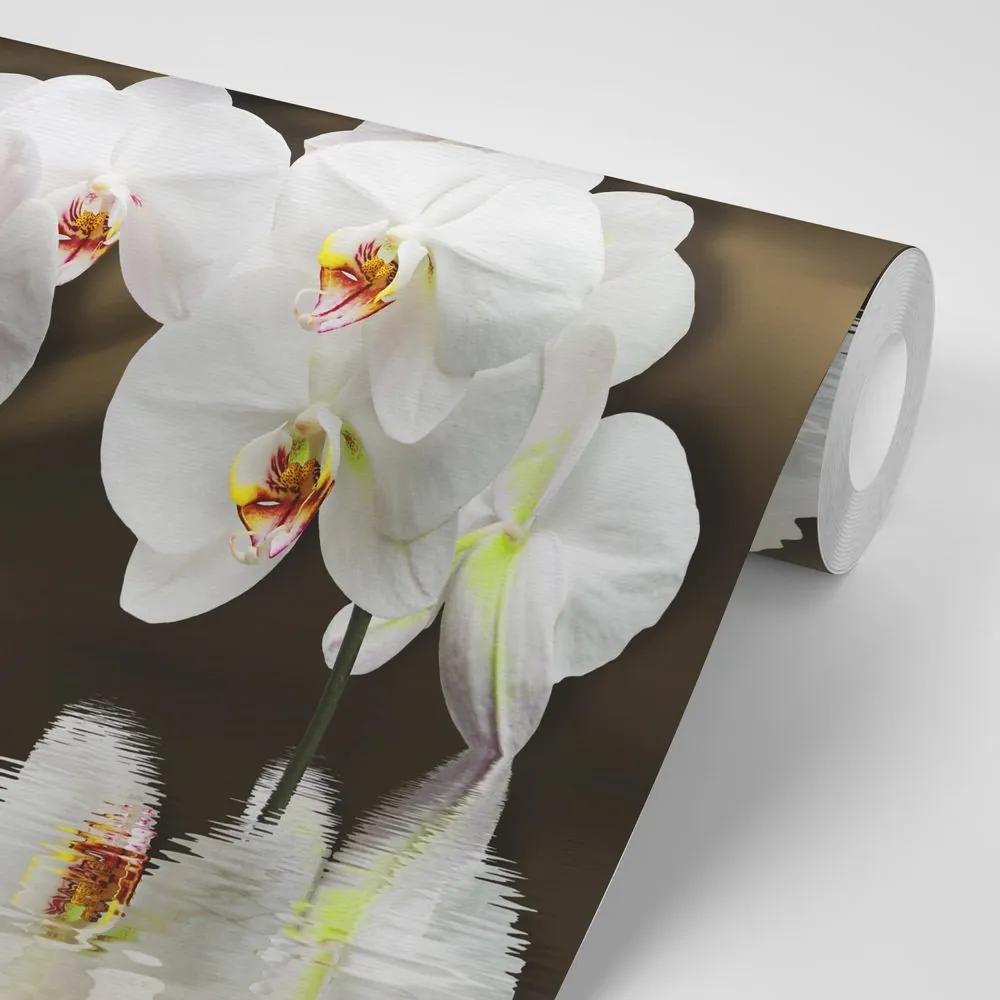Samolepiaca tapeta orchidea a motýľ - 300x200