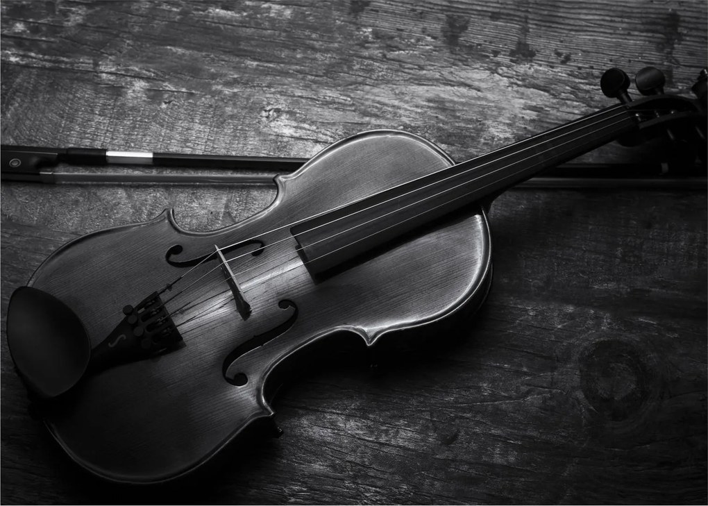 Obraz - Viola (70x50 cm)